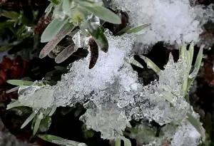 Allet 01 Bevroren sneeuw